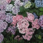 comment tailler hortensias 150x150 - Comment améliorer la qualité de son eau du robinet ?