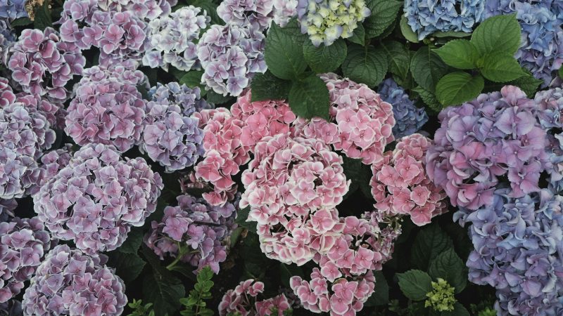 Comment tailler les hortensias ?