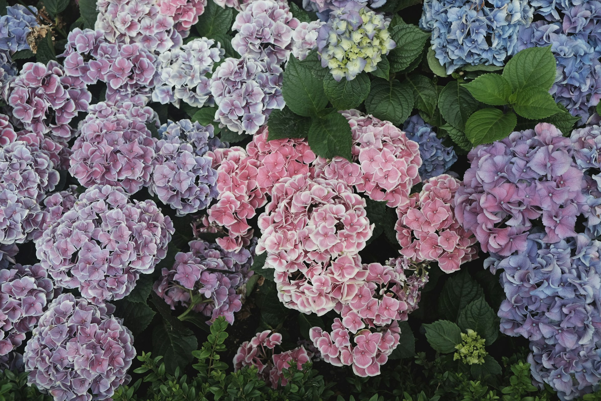 Comment tailler les hortensias ?