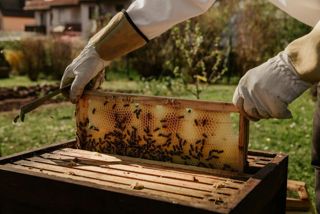 matériel apiculture