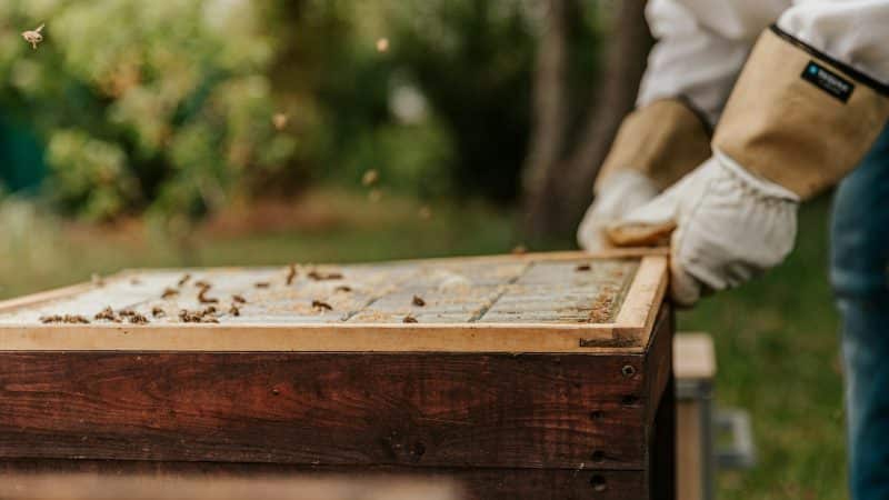 Comment installer une ruche dans son jardin ?