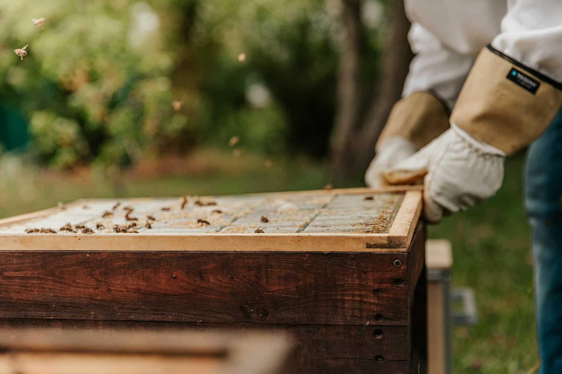 Comment installer une ruche dans son jardin ?